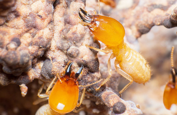 球盟會(huì)·qmh(中國(guó))-官方網(wǎng)站